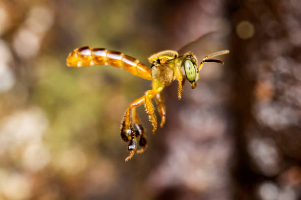 Abeja Angelita sobre flor